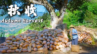 Harvest Delights in Rural Yunnan A Culinary Feast of Autumn Bounty 【Dianxixiaoge】 [upl. by Gipps]