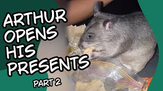 Ever seen a Pouched Rat open their own birthday presents Gambian Pouched Rat Part 2 [upl. by Pudendas930]