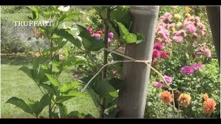 Calendrier du jardinier août  que faire au jardin ou sur la terrasse  Truffaut [upl. by Eamanna]