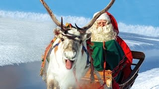 Reindeer of Santa Claus in Lapland Finland🦌🎅 Secrets of Father Christmas reindeer animal video [upl. by Akemor771]