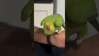 Mittho parrot short video youtubeshorts birds parroting parrot trending [upl. by Leugar]