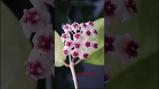 hoya obovata สวยมากขอขอบคุณผู้ใหญ่ ใจดี hoyaobovata [upl. by Ottavia]