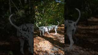 Moments🥰🥰 dalmatiner dalmatian dogs dogshorts dalmatianpuppy doglover [upl. by Esoj]