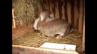 KOPULACJA KRÓLIKÓW  copulation of rabbits [upl. by Purvis]