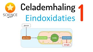 Celademhaling 1 Eindoxidaties [upl. by Siegel20]