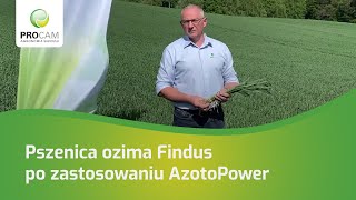 Pszenica ozima Findus po zastosowaniu preparatu AzotoPower [upl. by Agnizn]