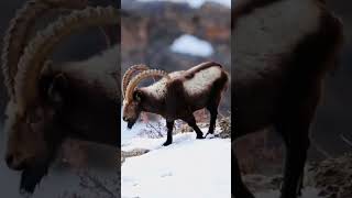 Himalayan ibex khunjrab national park gilgitbaltistan youtubeshorts wildlife reels shorts [upl. by Clarkson]