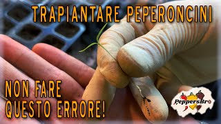 COME TRAPIANTARE i PEPERONCINI NON FARE QUESTO ERRORE Episodio 3 [upl. by Weigle162]