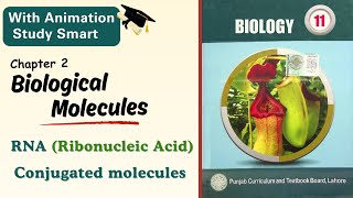 RNA Ribonucleic acid  Conjugated molecules  Chapter 2  Class 111st year  Punjab biology [upl. by Oswin]