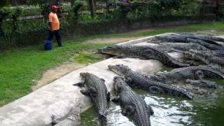 Crocodile Feeding at Langkawi Crocodile Farm [upl. by Desmund938]