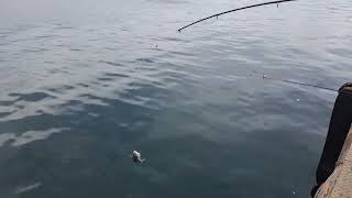 Jetty Fishing Angler Hooks A Silver Trevally [upl. by Lenahtan138]