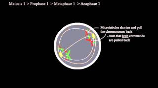 How Meiosis Works [upl. by How598]