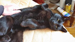 Cute Cat Enjoys Petting in The Most Adorable Way [upl. by Baum]