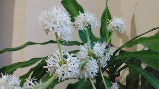 Fortune Plant Cornstalk Dracaena Emits a Sweet Smell in the Evening [upl. by Edia]