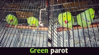 green parot new update pigeon birds youtube [upl. by Dredi]