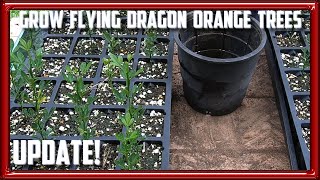 Grow Flying Dragon Orange Tree Update [upl. by Kiki]