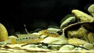 Parachromis motaguensis Display Aquarium [upl. by Aniratak233]