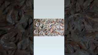 Suman sahani dry fish market jagiroad assam [upl. by Ennylcaj]