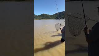 Stompdrif Dam Carp Fishing carpfishing bigcarp carp fyp fish [upl. by Engelbert163]