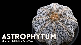 Astrophytum Cactus Care and How to Make them Flower [upl. by Notxarb]