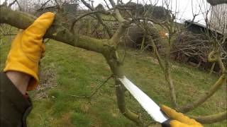 Pruning an apple tree that made too much whippy growth last year [upl. by Seafowl]