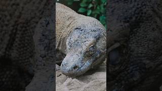 Difference between amphibians and reptiles animals fascinating nature amphibians reptiles [upl. by Yraccaz]