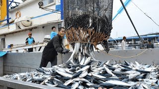 Big Catch Fishing in The Deep Sea With Big Boat  Amazing Tuna Fish Processing Skill [upl. by Malia981]