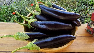 Eggplant Dish Youll Want to Eat ALL the Time Popular Azerbaijani Eggplant Recipe [upl. by Jansen760]