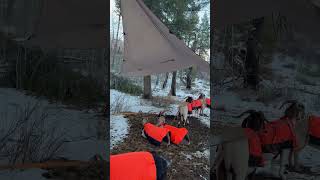 Winter camp setup and testing out the Luxe Hercules hot tent [upl. by Yahsed]