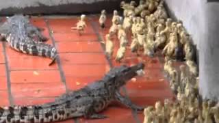 Crocodiles eats live baby ducks [upl. by Irmina362]