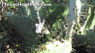 Argiope Spider Makes A Meal  Happy Halloween [upl. by Silisav415]