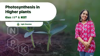 Photosynthesis in higher plant LIGHT REACTION  CLASS11 NEET [upl. by Fortunia]