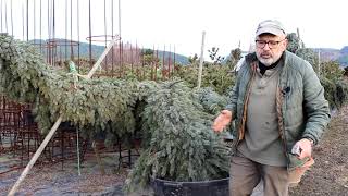 Fun Nursery Tour and Amazing Trees [upl. by Maggio]