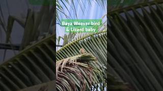 Baya Weaver bird amp Lizard baby shorts videoshorts birds Vuthy CH [upl. by Oiril83]