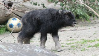 Moschusochse Nachwuchs  Muskox Calf  Kolner Zoo 2019 [upl. by Ybok]