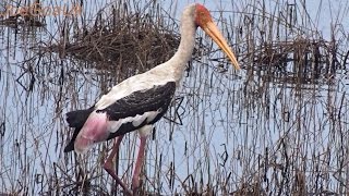 Some birds of Goa  Indian Cormorant painted stork Lesser whistling ducks great egrets [upl. by Borgeson328]