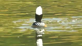 Hooded Mergansers campaigning early in the morning  High Park [upl. by Meerak]