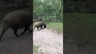 Wild boar steals bag and runs away on MacLehose Trail Hong Kong [upl. by Rrats]