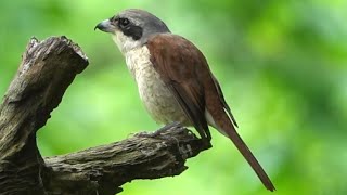 Migratory Adult TIGER SHRIKE Singapore [upl. by Rolph781]