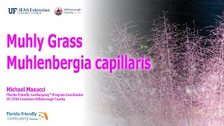 Muhly Grass  Muhlenbergia capillaris [upl. by Broderick]