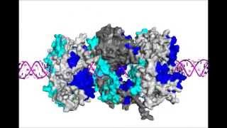 Nucleic Acids Research  Highresolution HDXMS reveals distinct mechanisms of RNA recognition [upl. by Neelehtak528]