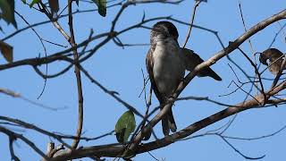 Grey Butcherbird Hervey Bay Qld [upl. by Aham406]