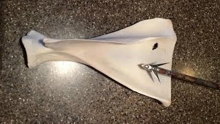 2015 Ramcat Broadhead Front Shoulder Shot ReviewIn Field and While Butchering [upl. by Nagear]