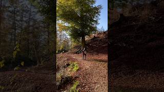 Hiking the Witches Trail 🌲✨ WitchesTrail Tecklenburg HikingAdventure Germany natureshorts [upl. by Aneetak]