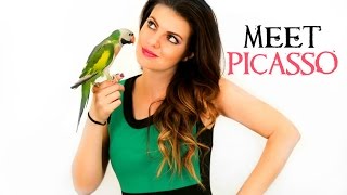 PARROT TALK 5 Meet my Mustache Parakeet [upl. by Fredric254]