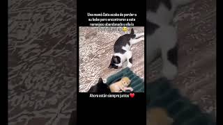 Una Mamá Gata Perdió a Su Bebé… Hasta Que Encontró a Este Gatito Naranja [upl. by Diantha692]