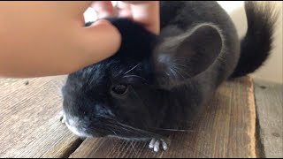 Petting a Sweet Chinchilla [upl. by Aninaig575]