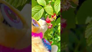 Picking Fresh Raspberries with SKYE Paw Patrol Soft Toy [upl. by Dafna890]