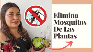 COMO ELIMINAR MOSQUITOS DE LAS PLANTAS  JARDIN DE LA CHITA [upl. by Edlin286]