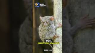 Tarsius  Hewan Nocturnal Bermata Besar [upl. by Enella]